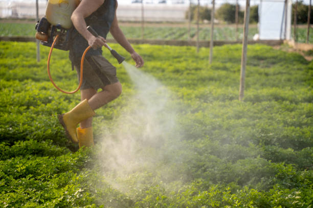 Best Best Pest Control Companies  in St Stephen, SC