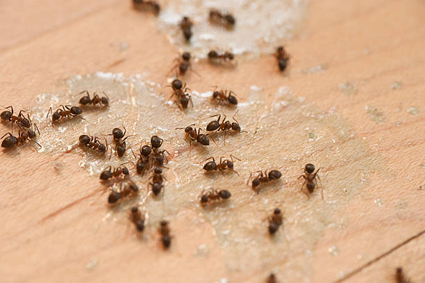  St Stephen, SC Pest Control Pros